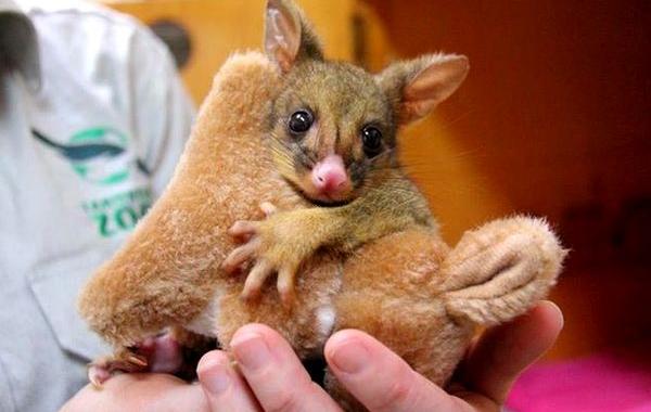 кузу принял игрушечного кенгуру за маму, щёткохвост принял игрушечного кенгуру за маму, плюшевый кенгуру мама для кузу