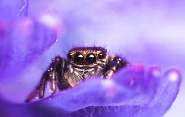 фотоконкурс Дикая природа России-2014, National Geographic