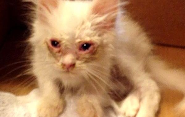 спасённый котёнок Силар, Silas Rescued  kitty 