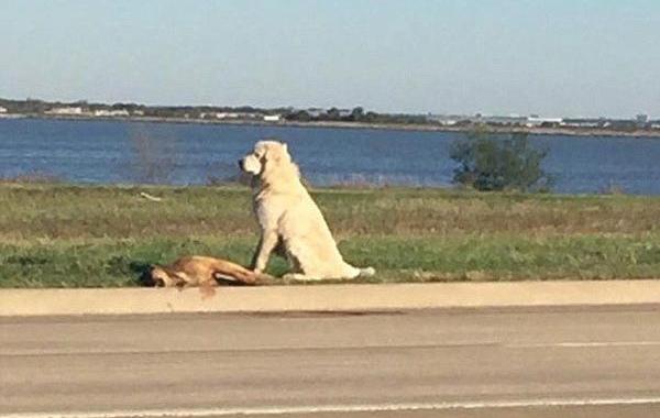 собака отказывалась покидать тело друга, собака отказывалась покинуть тело мертвого друга