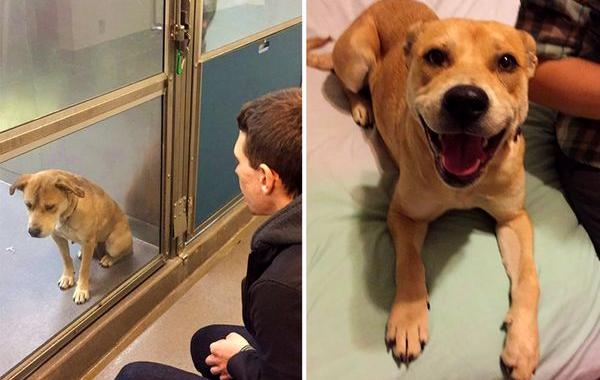 собаки до и после спасения, преобразившиеся собаки