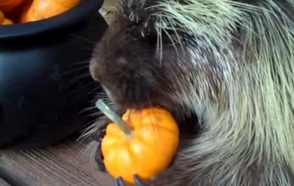 домашний дикобраз, домашний дикобраз ест тыкву, дикобраз Мишка Тедди, говорящий дикобраз