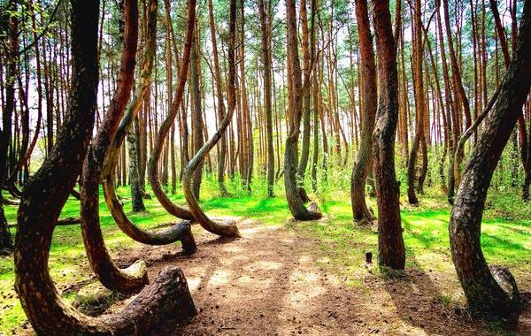 Кривой лес в польше, лес из изогнутых деревьев