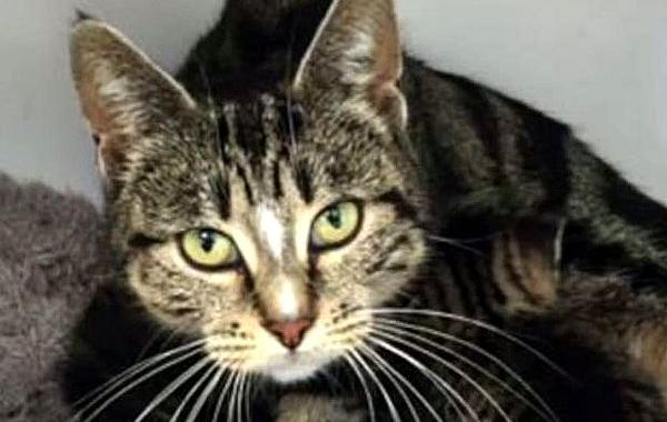 кошка пришла к своим котятам, кошка пробралась к своим котятам, кошка не бросила котят