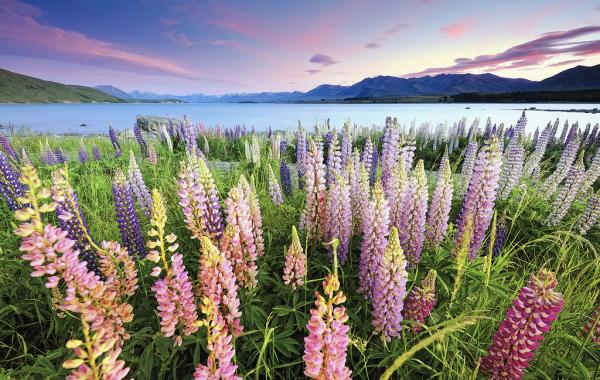 люпины осторв текапо цветение