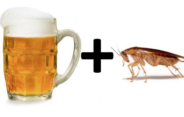 таракан пьет пиво, таракан пьет пиво видео