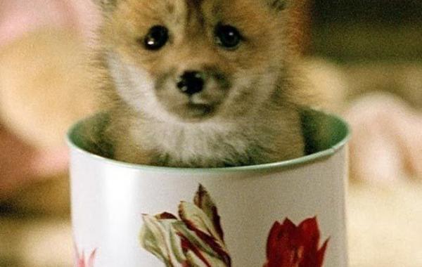 животные в кружках, щенок в кружке, animal in cup 