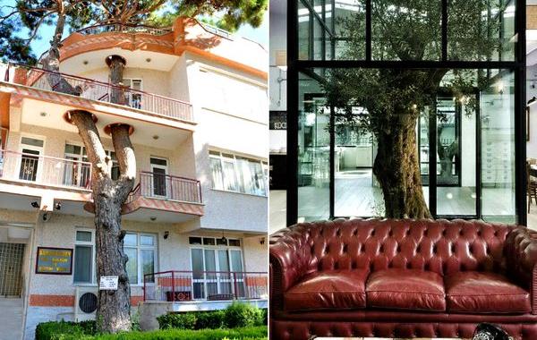 деревья были раньше, деревья в зданиях, деревья в дизайне зданий