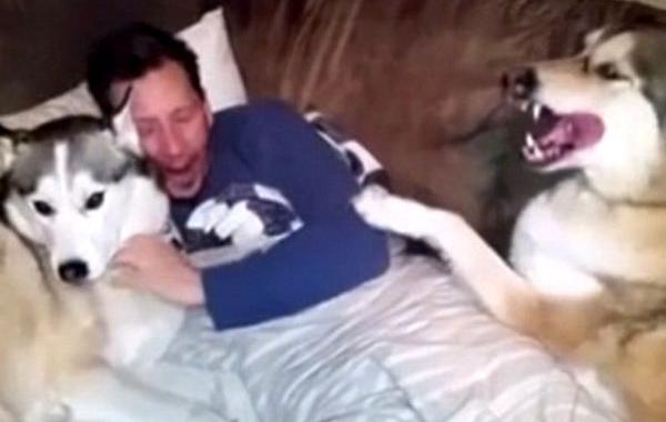 ревнивый хаски, хаски хочет чтобы чесали только его, хаски ревнует, собака ревнует хозяина