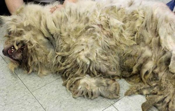 Превращение свалявшегося куска шерсти в милого пса