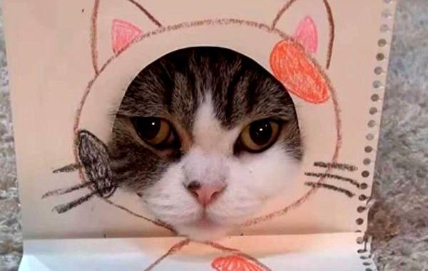 как одеть кота в костюм, кот в бумажном костюме, кот Мару любит в коробки, костюмы коробка кот
