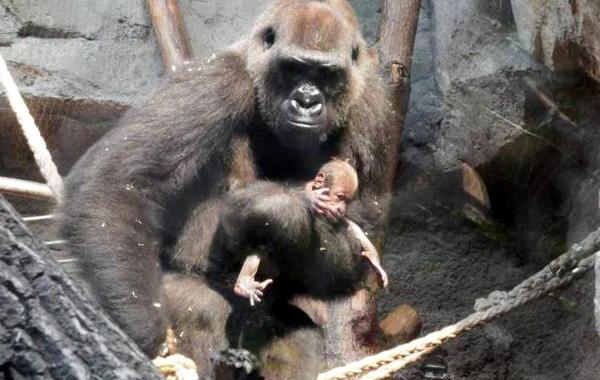 горилла держала на руках мертвого детеныша, горила не верила что её детёныш умер, горилла с мертвым детенышем на руках, горилла Шира