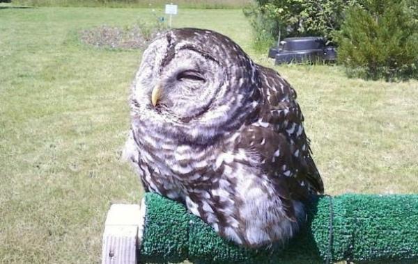 сова начала таять, сова растаяла, сова растаяла как мороженое