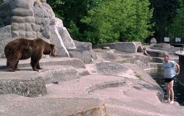 парень забрался в вольер к медведю, парень подрался с медведем, подрался с медведем польша зоопарк, парень вольер медведь варшава зоопарк