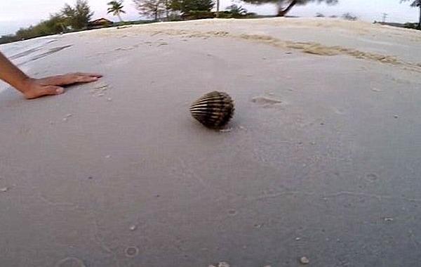 осьминог выпрыгнул из раковины, осминог замаскировался под моллюска, осьминог в раковине моллюска, осьминог из раковины моллюска