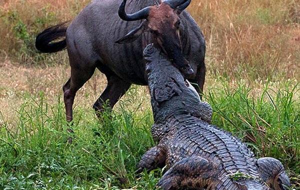 бегемот и крокодил против гну, крокодил напал на антилопу гну, бегемот крокодил и гну