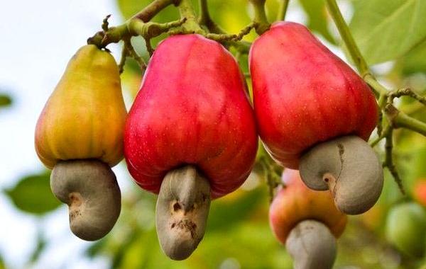 Как растут специи, овощи и фрукты