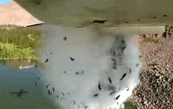 Сбрасывают рыбу в водоем, Сбрасывают рыбу с самолета, рыбная бомба