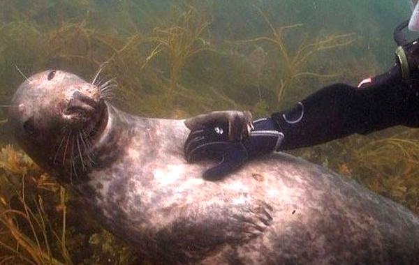 тюлень чешит живот, тюлень любить чешут пузико, дайвер чешет тюленю живот
