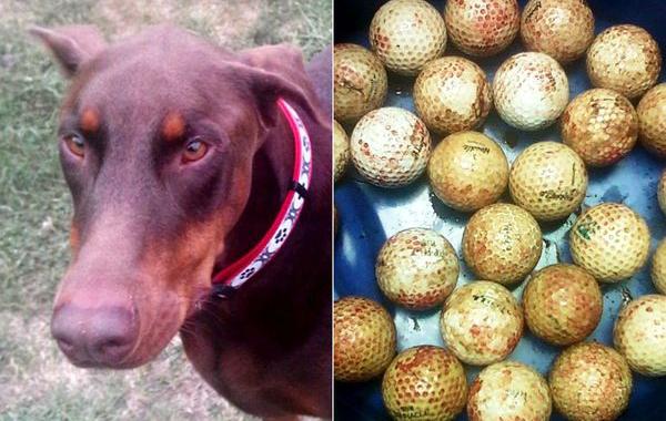 предметы извлеченные из желудков животных, рентгеновские снимки животных съевших предметы, необычные предметы съели животные