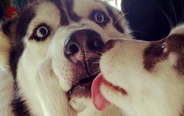 животные неловкие ситуации в любви, животные неловкие любовные ситуации