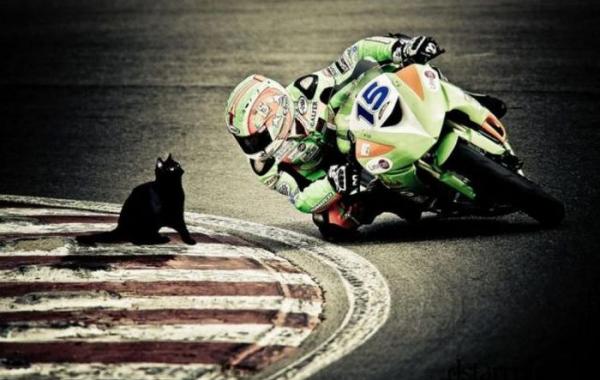 Такой разношерстный мир 