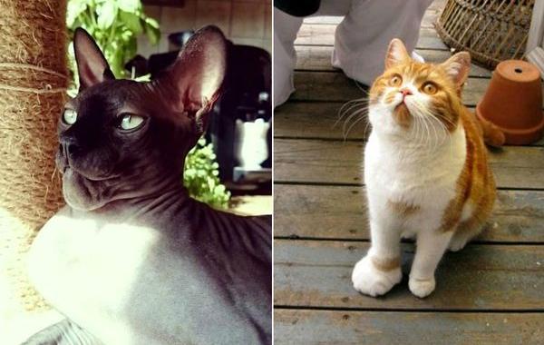 ужаленные кошки, кошку укусила пчела