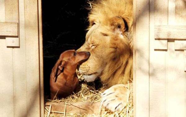 Трогательные истории дружбы между такими разными животными