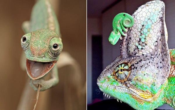 крохотные хамелеоны, детёныши хамелеонов