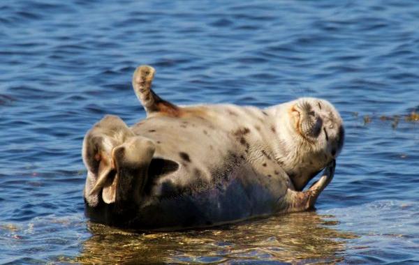 Дикая природа России 2015, фотографии природы