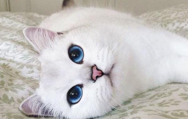 кошка Коби, красивые кошачьи глаза, coby cat