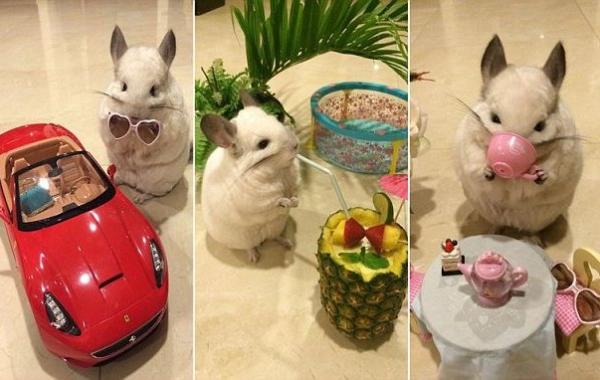 Бубу - самая счастливая шиншилла в мире, ведущая роскошный образ жизни