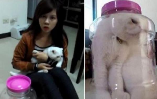 Тайваньская студентка рискует получить срок за жестокое обращение со своей кошкой, Kiki Lin