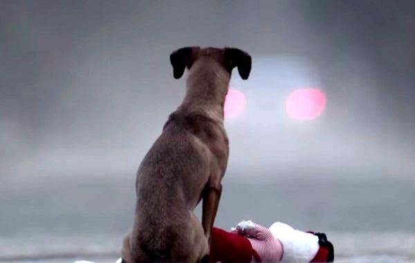 видео об ответственности, не бросайте животных