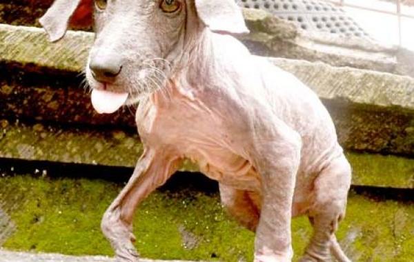 Спасение и невероятное преображение пса Фрэнки, найденного в канаве