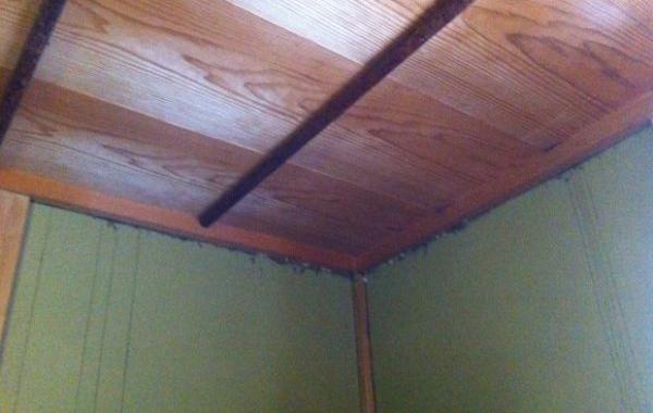 Как эффективно избавиться от пчёл на чердаке, японец, мёд