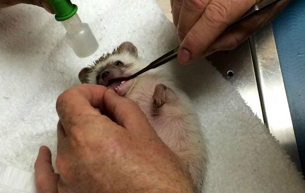 Милее ёжика, может быть только ёжик под анестезией