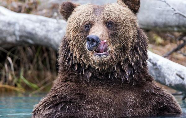 National Geographic за ноябрь 2014, лучшие фотографии National Geographic