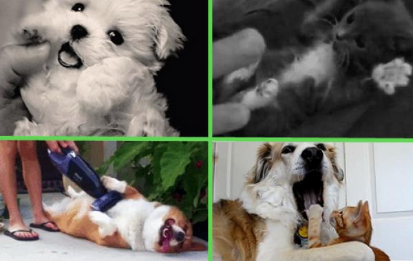 Смешные и милые животные, анимация, гифки