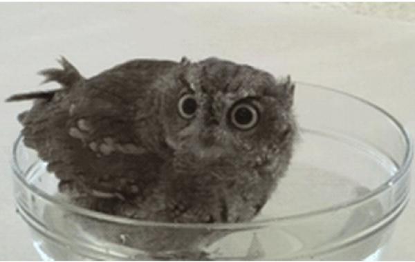 Совенок принимает ванну, анимация, гифки, gif