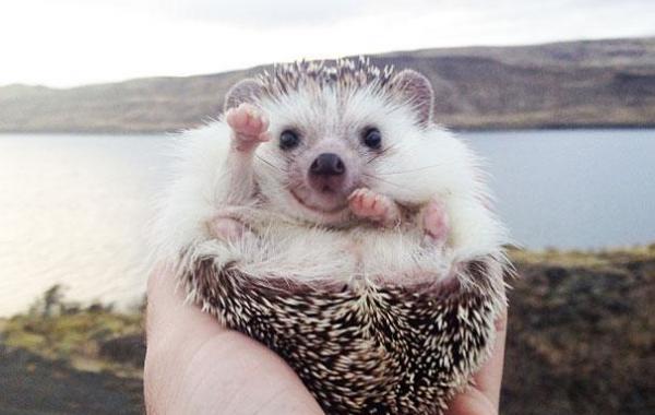 Знакомьтесь Бидди - самый счастливый ежик-путешественник в мире