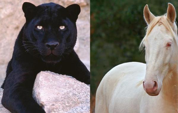 Альбиносы и меланисты