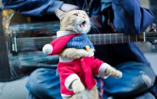 кот Боб бездомный Джеймс рыжий кот