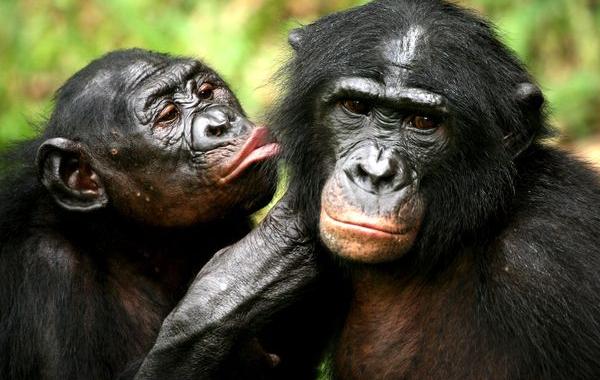 Ceксуaльные привычки животных, необычные брачные игры животных