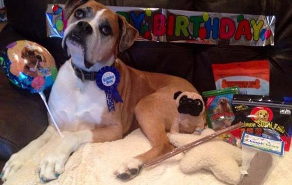 Последние счастливые дни умирающей от рака собаки