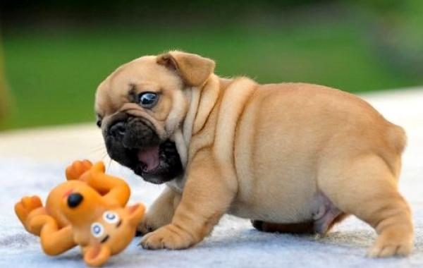 милые щенки, щенки бульдога, английский бульдог щенки