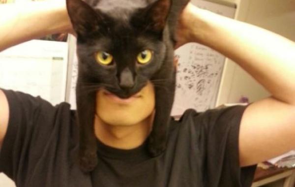 Интернет мем, человек кот, catman, batcat