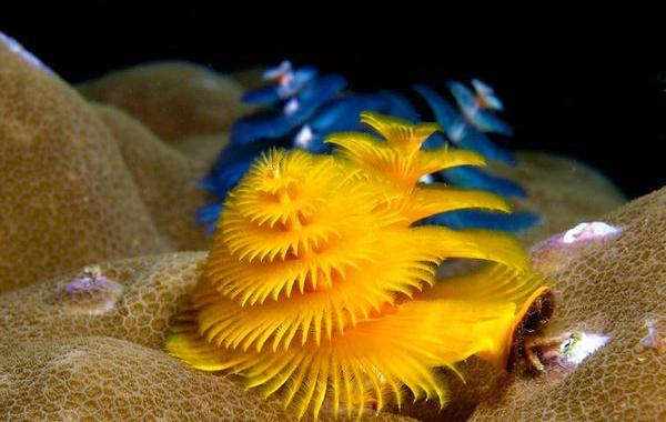 морские черви новогодние, Worms Christmas Trees