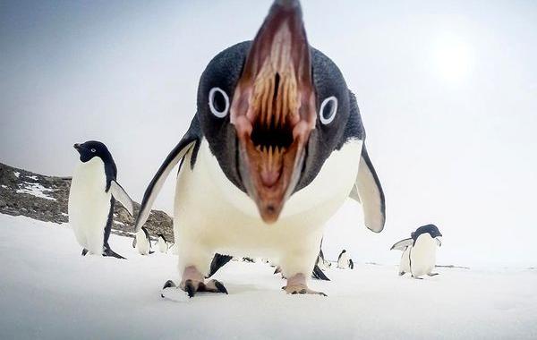 National Geographic, лучшие фотографии National Geographic, National Geographic за апрель 2015