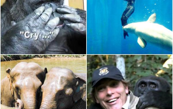 14 трогательных историй, доказывающих, что у животных  тоже есть душа